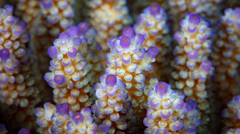 coral reef solomon islands