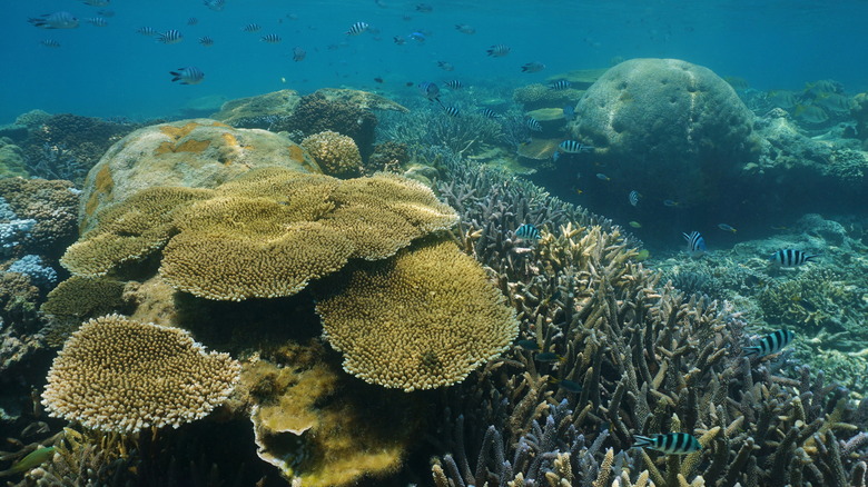 The Most Beautiful Coral Reefs In The World