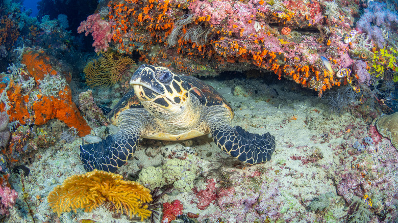 The Most Beautiful Coral Reefs In The World