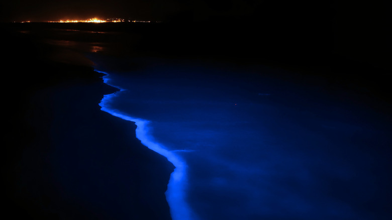 Bioluminescence