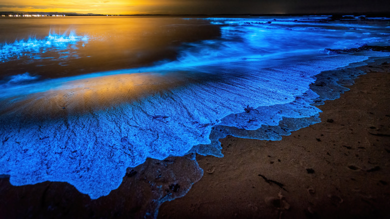 Bioluminescent beach