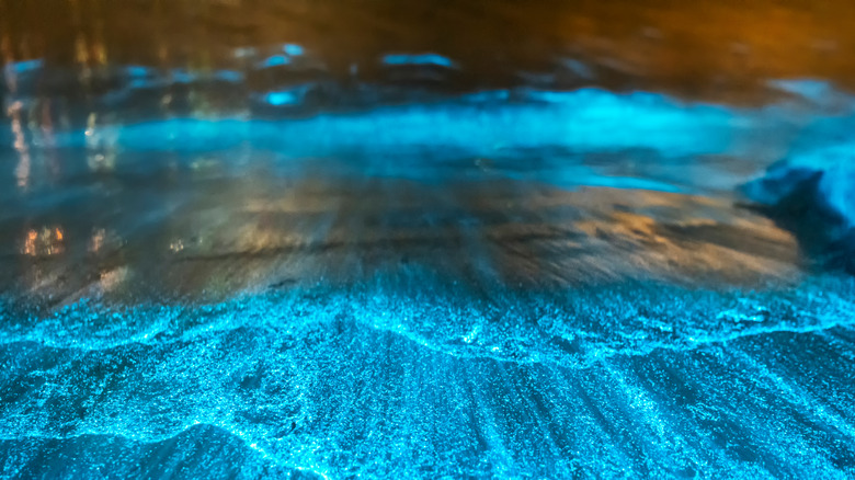 Bioluminescence Jervis Bay