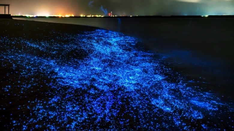 Bioluminescence, Koh Rong