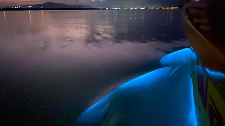 Swimmer, Luminous Lagoon