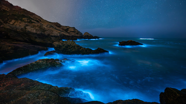 Bioluminescent Matsu Islands