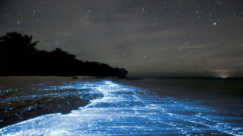 Bioluminescence, Mosquito Bay