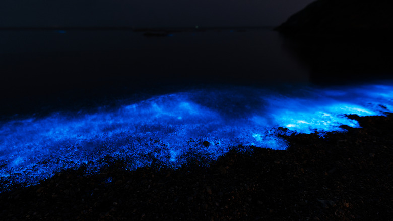 Bioluminescence