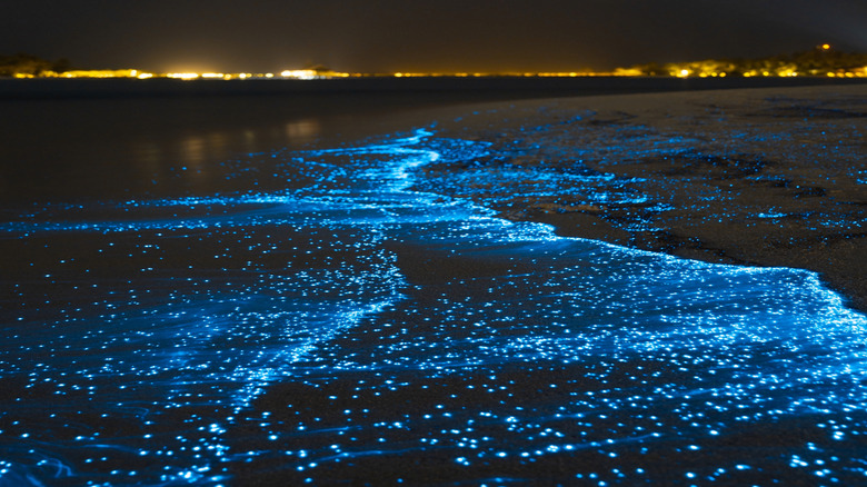 Sea of Stars, Maldives