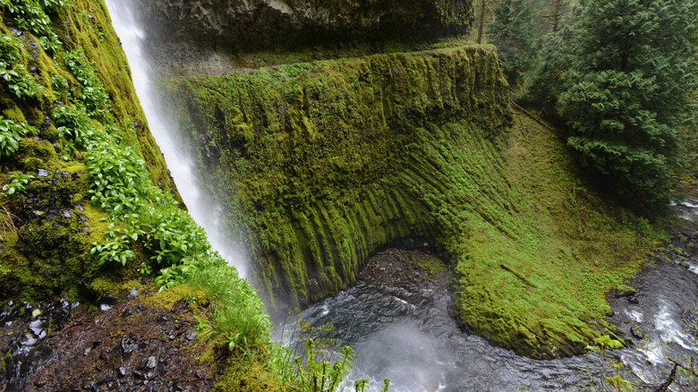 Tunnel Falls and surrounding greenery