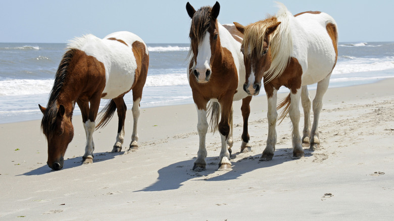 horses walking on a beach