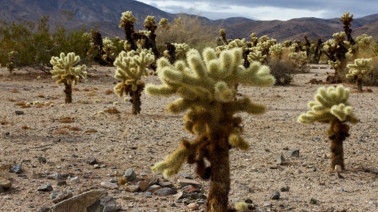 Cholla Cactus Garden