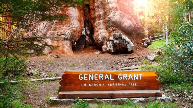 General Grant Tree 
