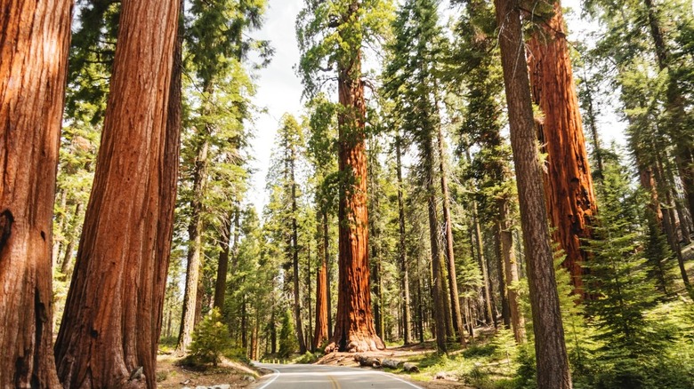 Giant Forest trees