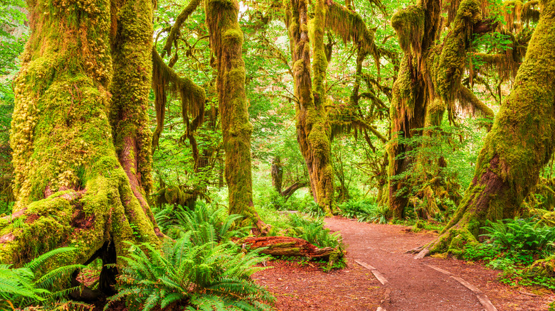 Hoh Rainforest