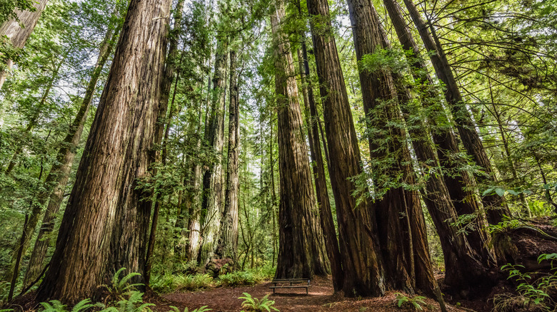 redwoods in Tall Trees Grove