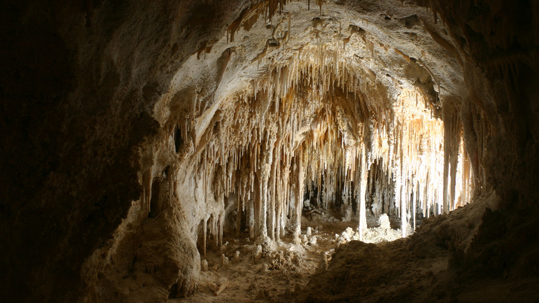 the Big Room in Carlsbad Caverns