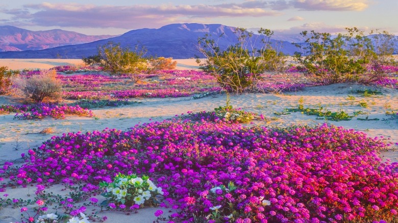 colorful flowers in Anza-Borrego Desert State Park