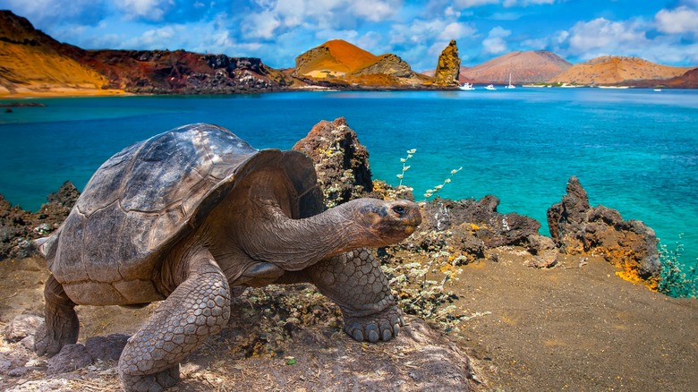Galápagos giant tortoise by sea