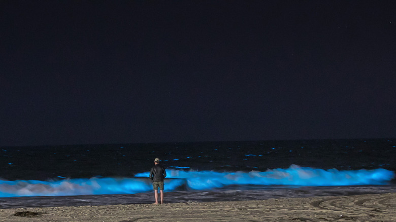 Bioluminescent plankton