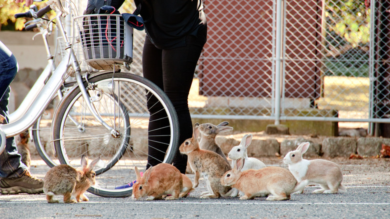 rabbits of Ōkunoshima Island