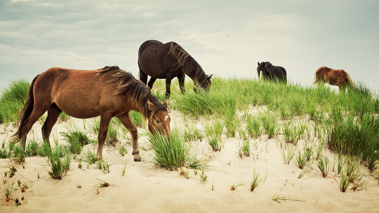 endemic horses of Sable Island