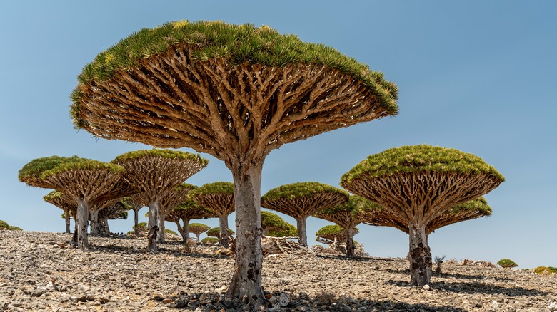 Dragon blood tree on Socotra Island