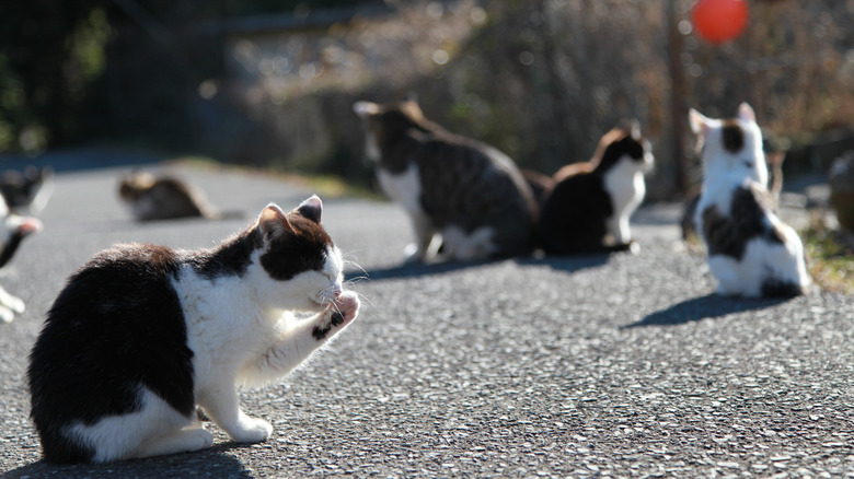cats on Tashirojima Island