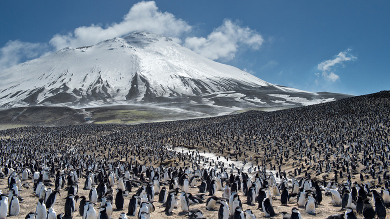 Colony of penguins in Zavodovski Island