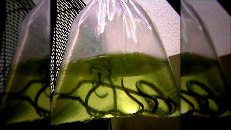 eels in a bag