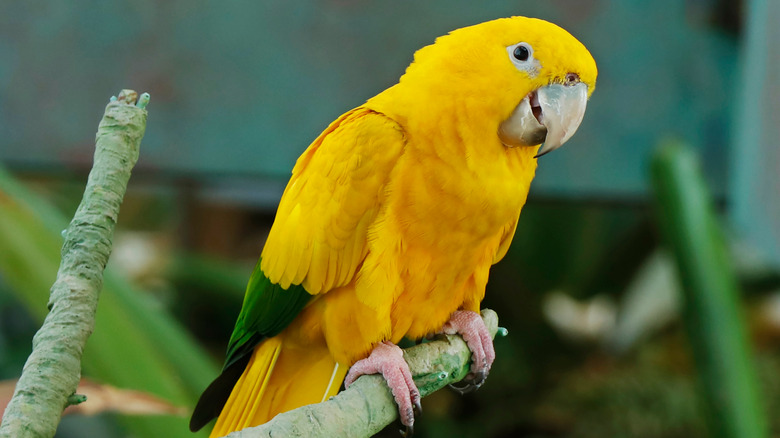 Golden Conure bird