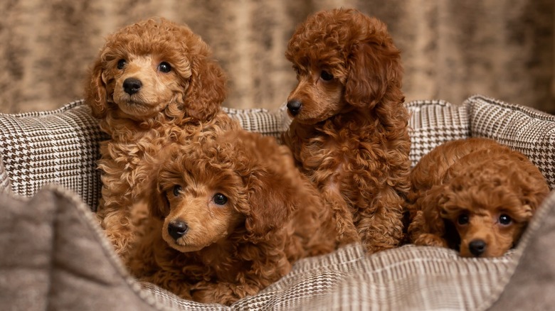 Four poodle puppies