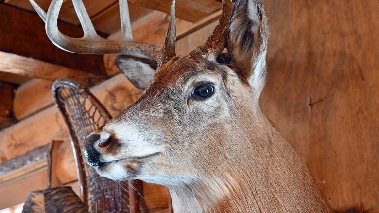 Taxidermy deer head