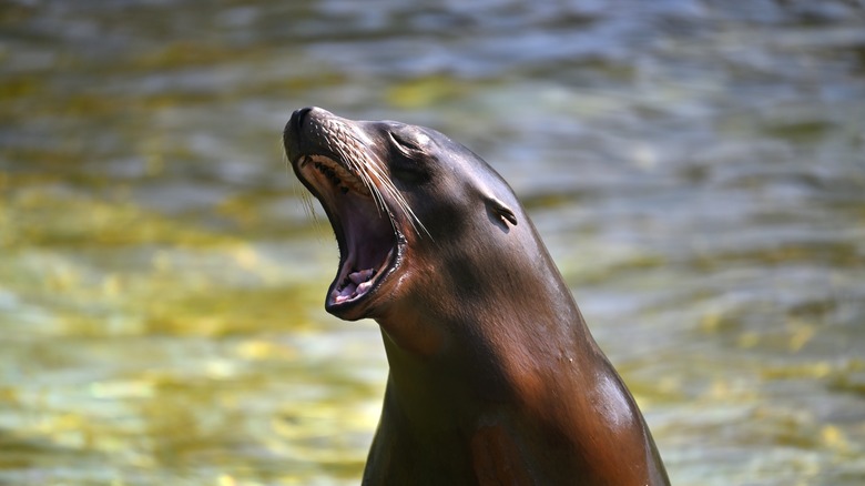 Sea lion barking