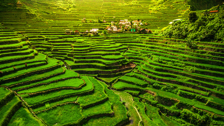 view of Ifugao rice terraces
