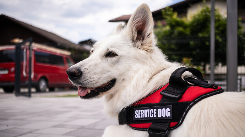 Dog wearing service dog vest