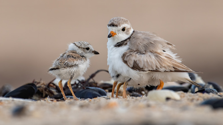 Piping Plover with chick