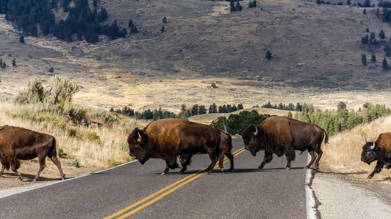 Bison crossing the road in Yellowstone National Park