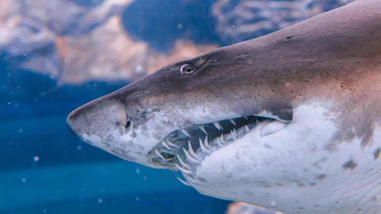 bull shark mouth and teeth