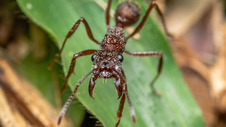 Bullet Ant on grass blade