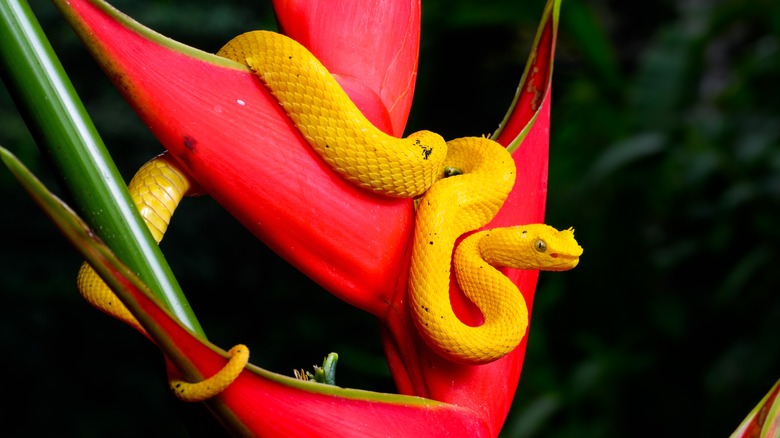 Eyelash Viper in a heliconia