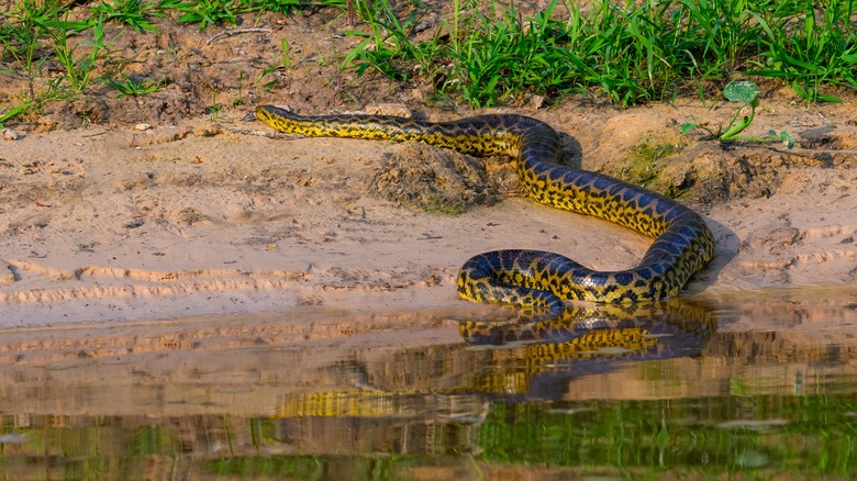 Green Anaconda in water