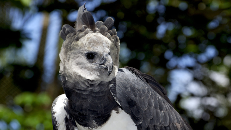 Harpy eagle in tree