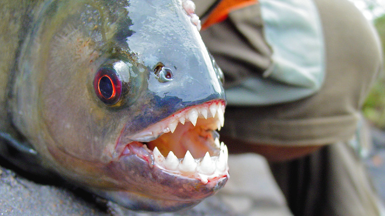 Piranha face and teeth 