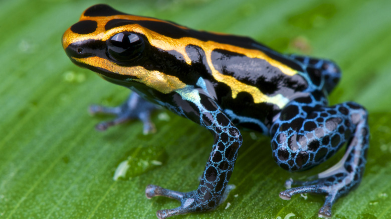 Poison Dart Frog