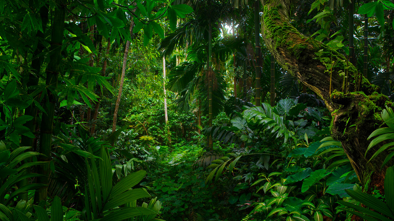 15 Fascinating Facts About The Amazon Rainforest Rainforest, 40% OFF