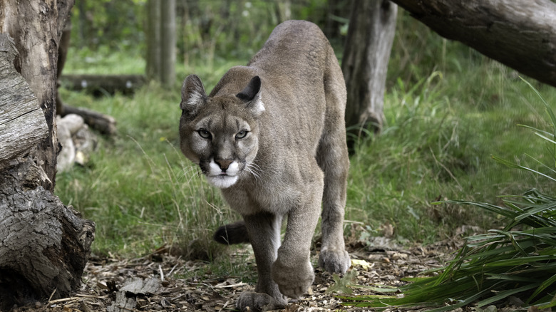 Mountain lion in forest