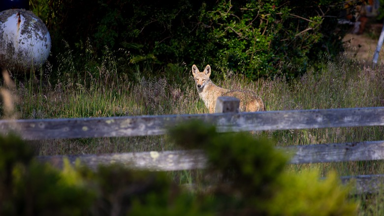 A coyote on a farm