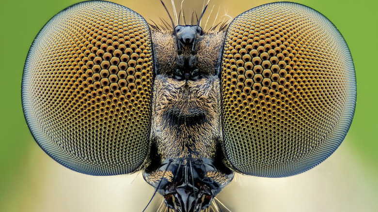 A close-up of a bee