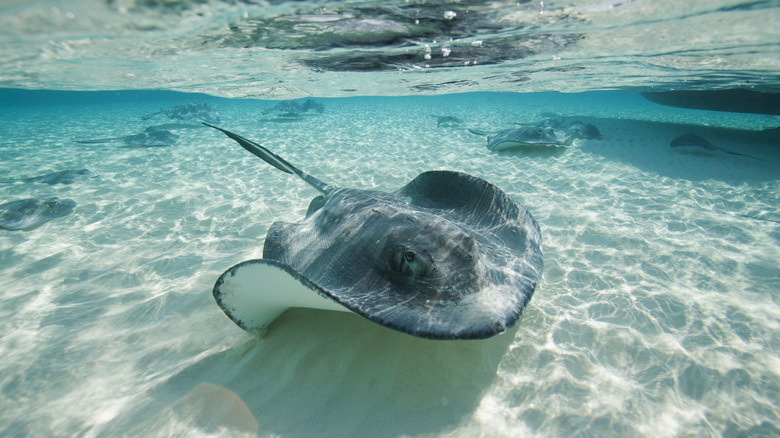 A stingray floating in crystal clear waters