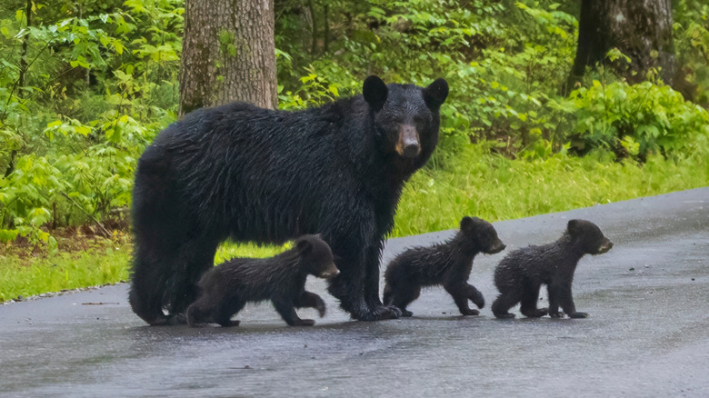 A mother black bear and her cubs